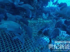 成功投苗！明陽(yáng)“明漁一號(hào)”第三季養(yǎng)殖示范正式開(kāi)啟